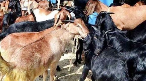 বাসের বাক্সে ৫৫ ছাগলের মৃত্যু, সুপারভাইজার ও মালিকের জরিমানা