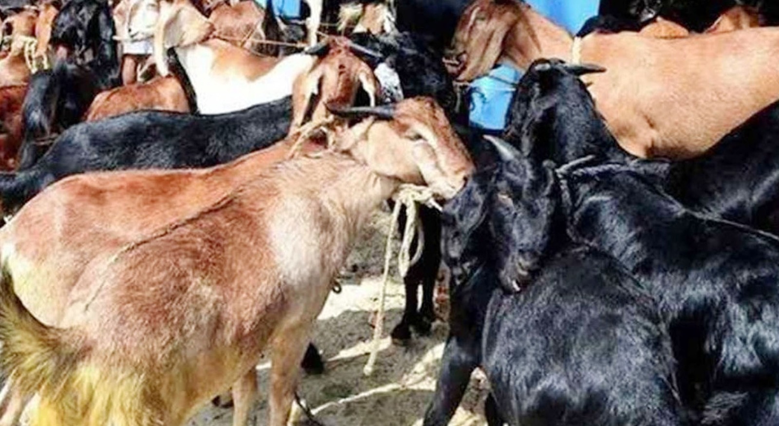 বাসের বাক্সে ৫৫ ছাগলের মৃত্যু, সুপারভাইজার ও মালিকের জরিমানা