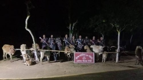 ‎হবিগঞ্জ সীমান্তে বিজিবির অভিযানে ২৪টি ভারতীয় গরু জব্দ