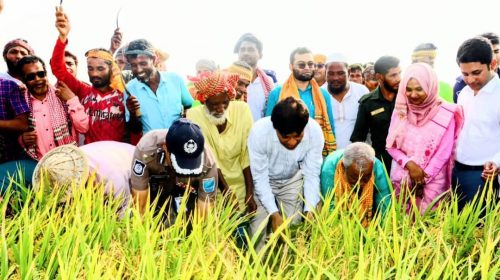 বোরো ধান কর্তনের মধ্য দিয়ে করিমগঞ্জে কৃষি মৌসুমের সূচনা