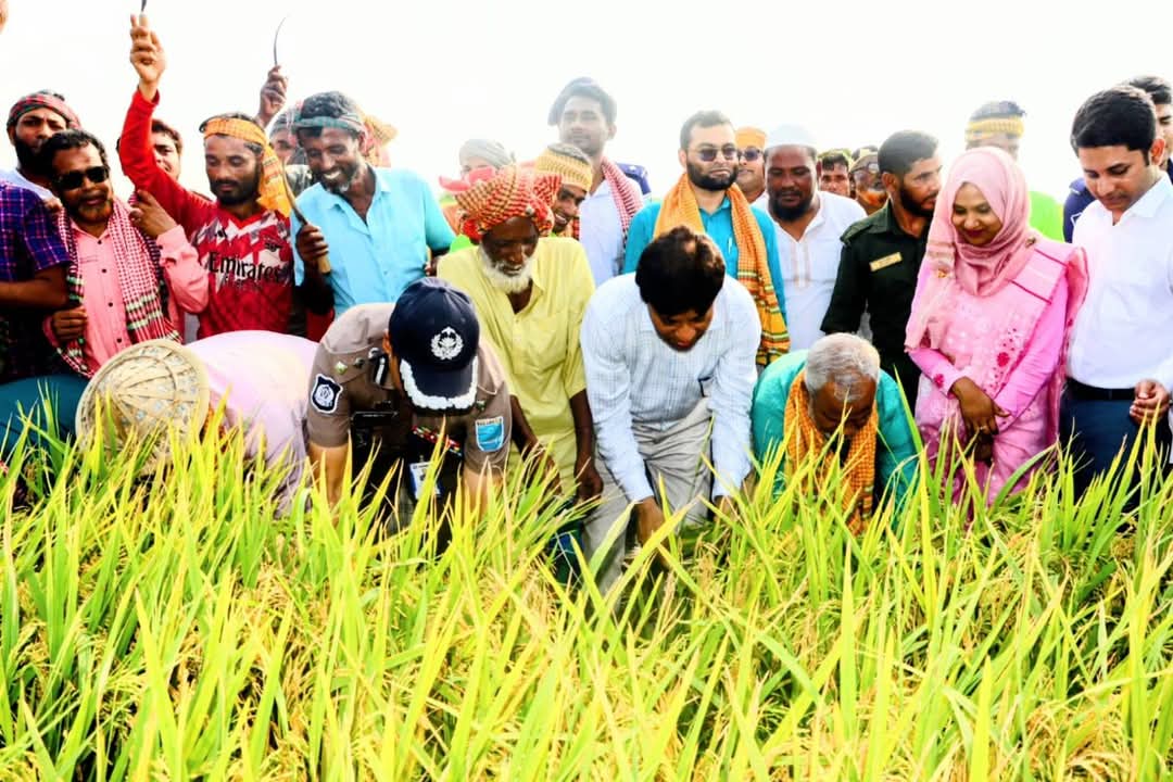 বোরো ধান কর্তনের মধ্য দিয়ে করিমগঞ্জে কৃষি মৌসুমের সূচনা