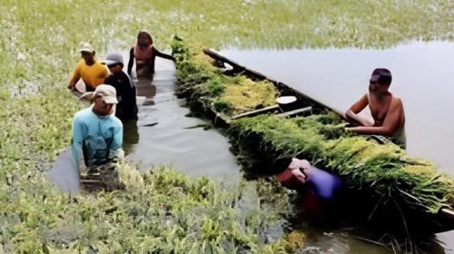 নবীগঞ্জে বৃষ্টি ও শিলাবৃষ্টির আশঙ্কায় আগাম ধান কাটছেন কৃষক