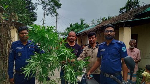 সুন্দরগঞ্জের বামনডাঙ্গায় সবজির আড়ালে গাঁজা চাষ, গাছ উদ্ধার