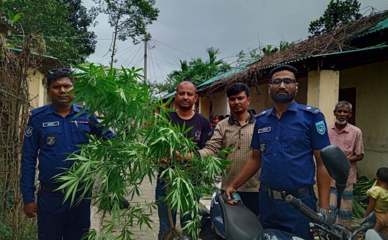 সুন্দরগঞ্জের বামনডাঙ্গায় সবজির আড়ালে গাঁজা চাষ, গাছ উদ্ধার