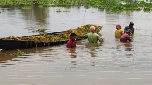 ‎হবিগঞ্জের হাওরে পানির ঢলে কয়েক হাজার হেক্টর বোরো ফসল তলিয়ে যাওয়ার শঙ্কায় কৃষকদের হাহাকার