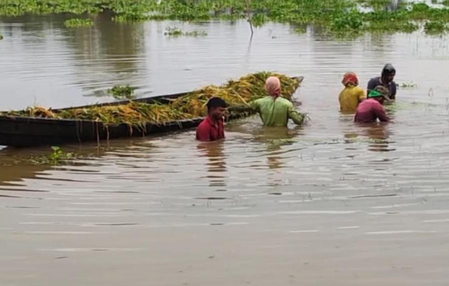 ‎হবিগঞ্জের হাওরে পানির ঢলে কয়েক হাজার হেক্টর বোরো ফসল তলিয়ে যাওয়ার শঙ্কায় কৃষকদের হাহাকার