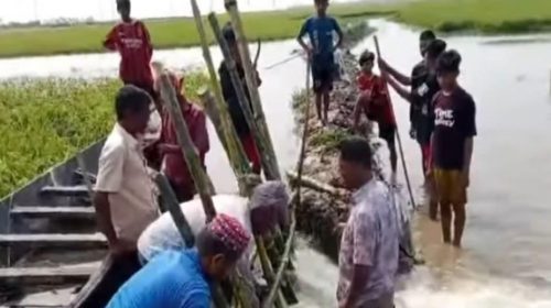 হবিগঞ্জে হাওড়ের বাঁধ ভেঙে বিপর্যয়ের শঙ্কা: পানিতে তলিয়ে যাচ্ছে বোরো ধান, ৩০০ একর প্লাবিত