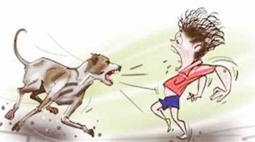 সখীপুরে কুকুরের কামড়ে ৫৪ জন আহত